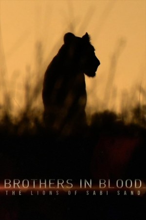 狮王之路 Brothers in Blood: The Lions of Sabi Sand (2015) 中文字幕