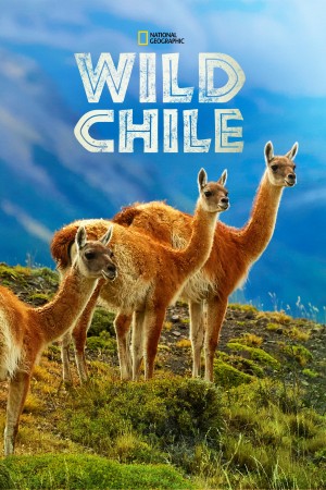 狂野智利 Wild Chile (2018) 中文字幕