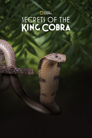 眼镜蛇王的秘密 Secrets of the King Cobra (2010) 中文字幕