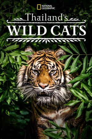 泰国野生猫科 Thailand's Wild Cats (2021) 中文字幕